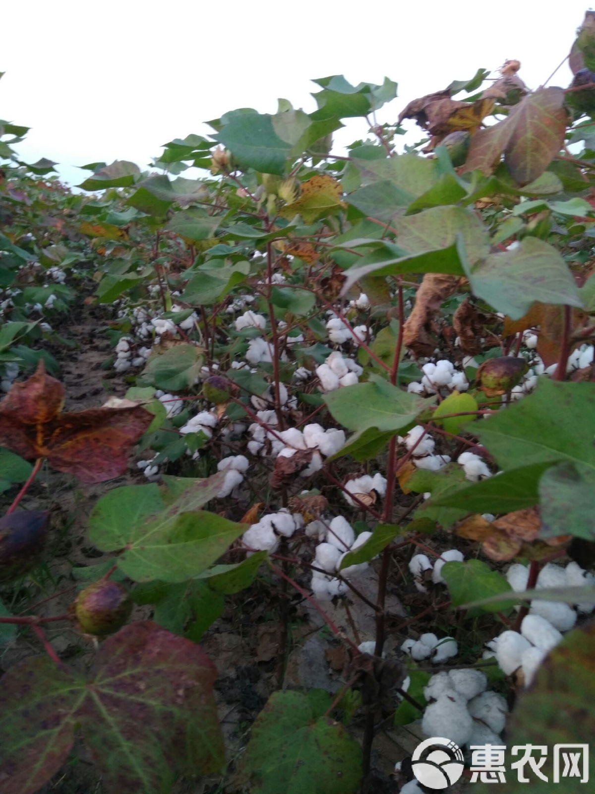 棉花现货(棉花现货和期货价格对比) 棉花现货(棉花现货和期货价格对比)