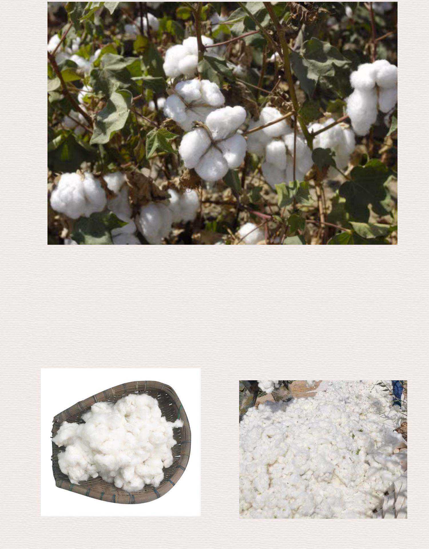 棉花现货(棉花现货价格2026) 棉花现货(棉花现货价格2026)