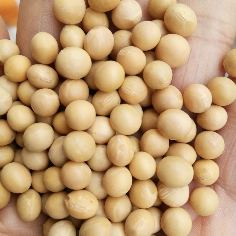 大豆现货(大豆现货报价407211元吨)