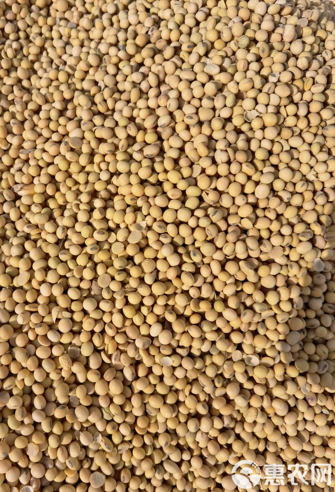 大豆现货(大豆现货交易价格)