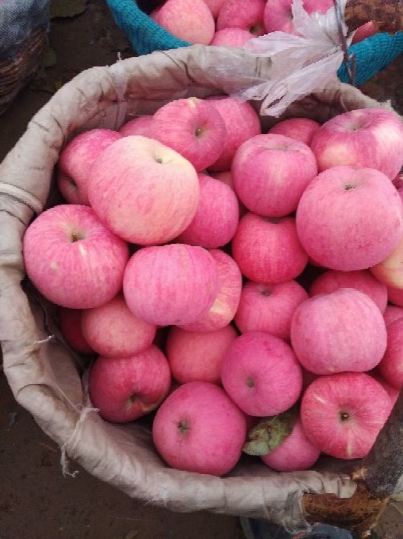 苹果现货(苹果期货走势最新消息)