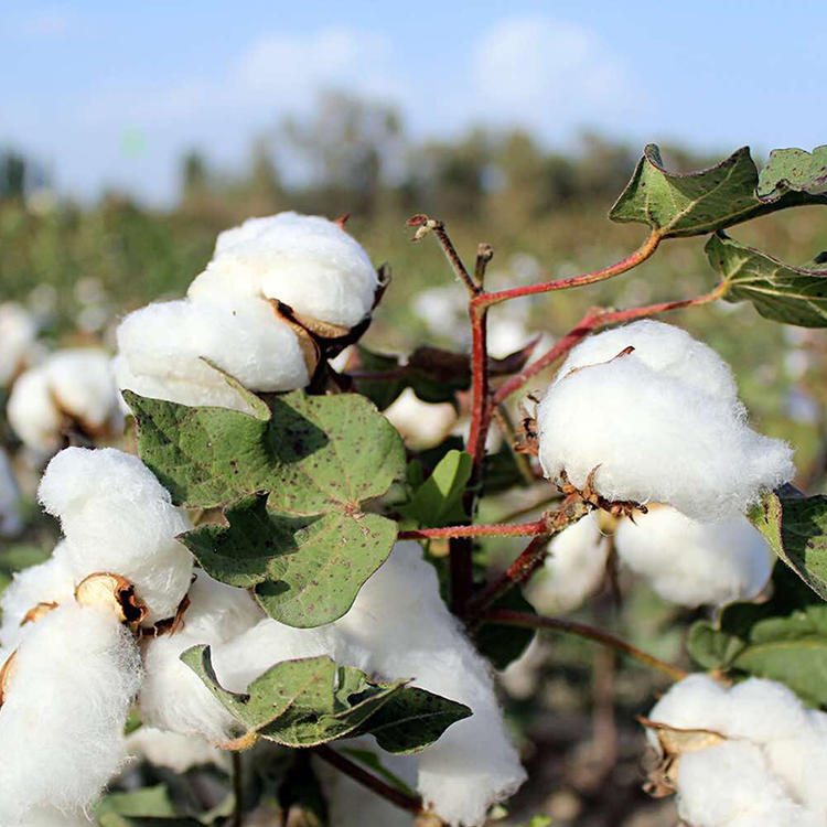 棉花现货(棉花现货与期货价格)