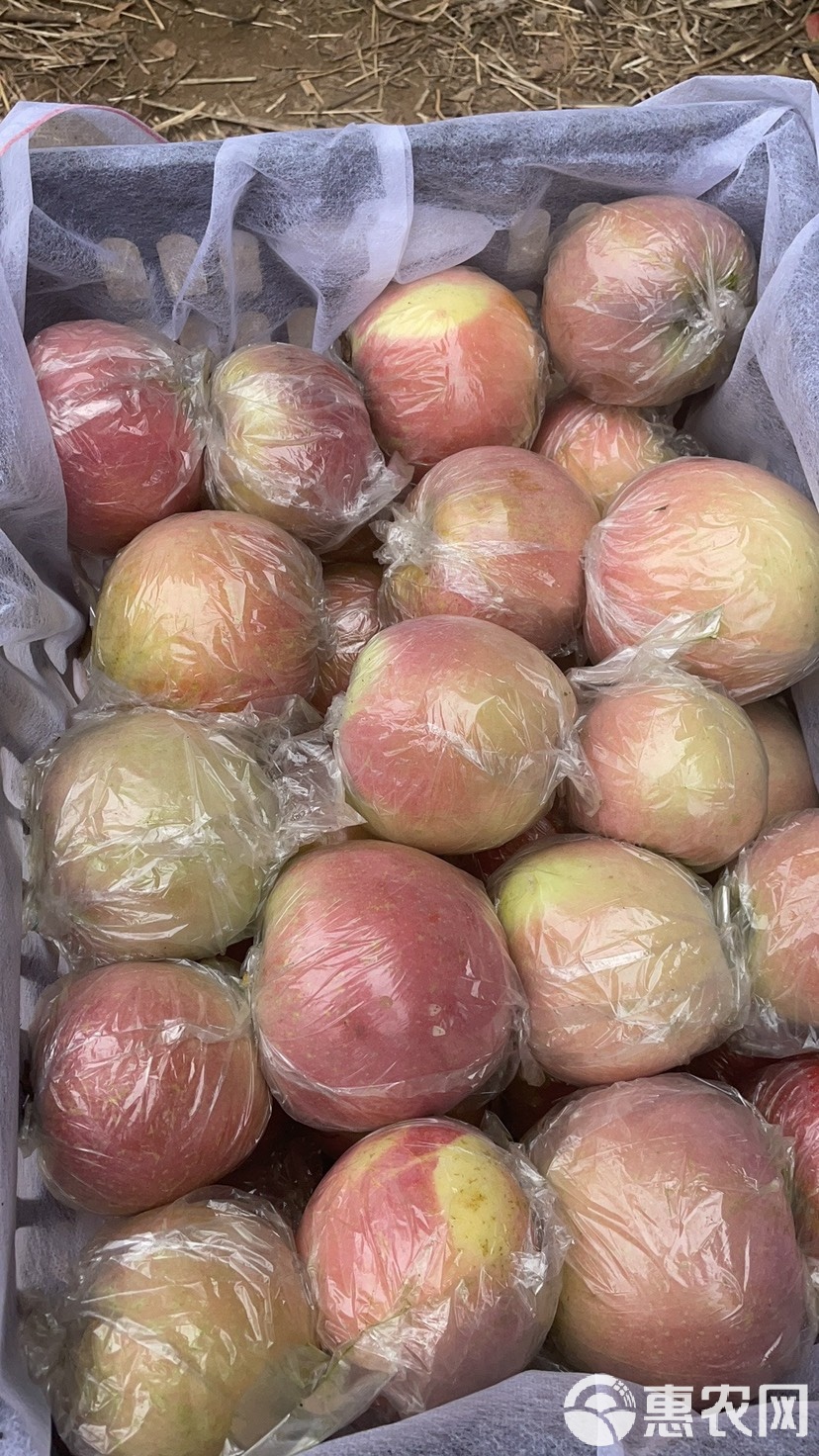 苹果现货(苹果现货最新价格)