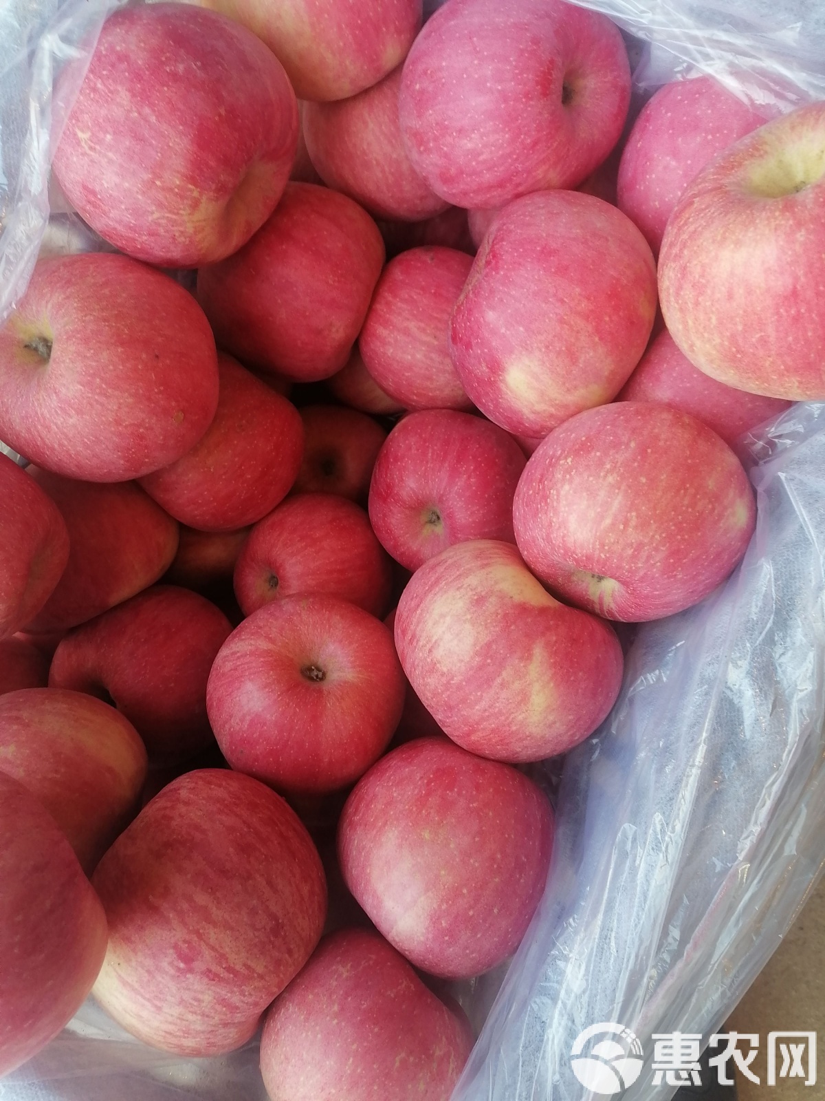 苹果现货(苹果现货与期货差2000点)